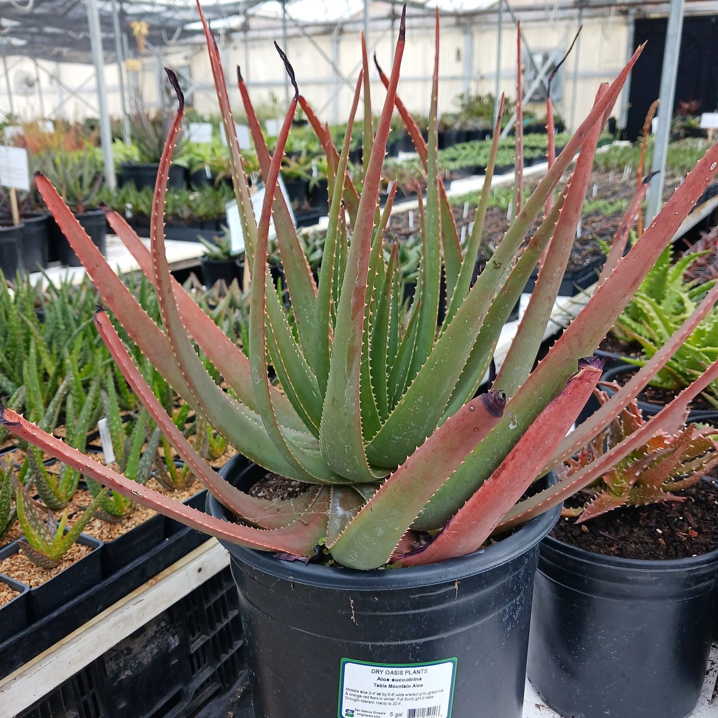 side view Aloe succotrina in 5ga nursery pot