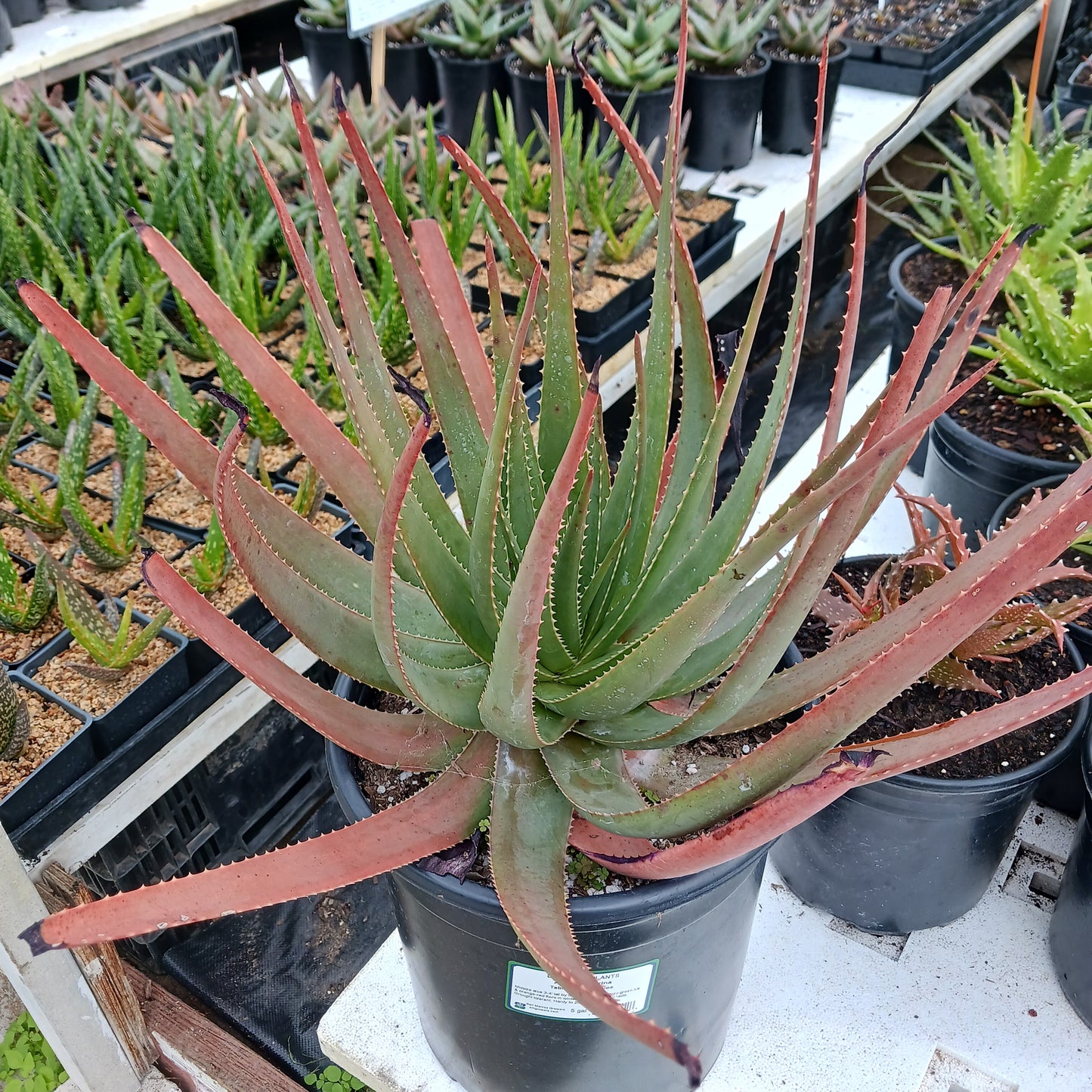 Aloe succotrina in 5ga nursery pot