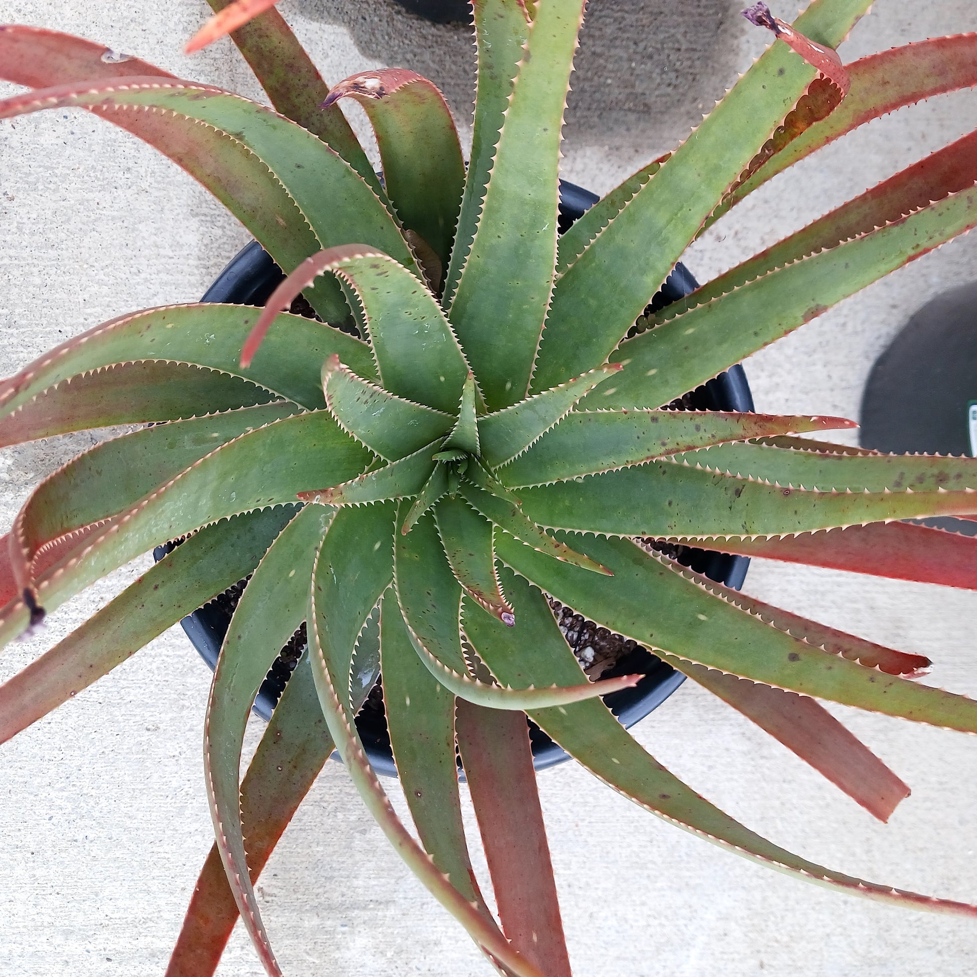 top view of Aloe succotrina in 5ga nursery pot