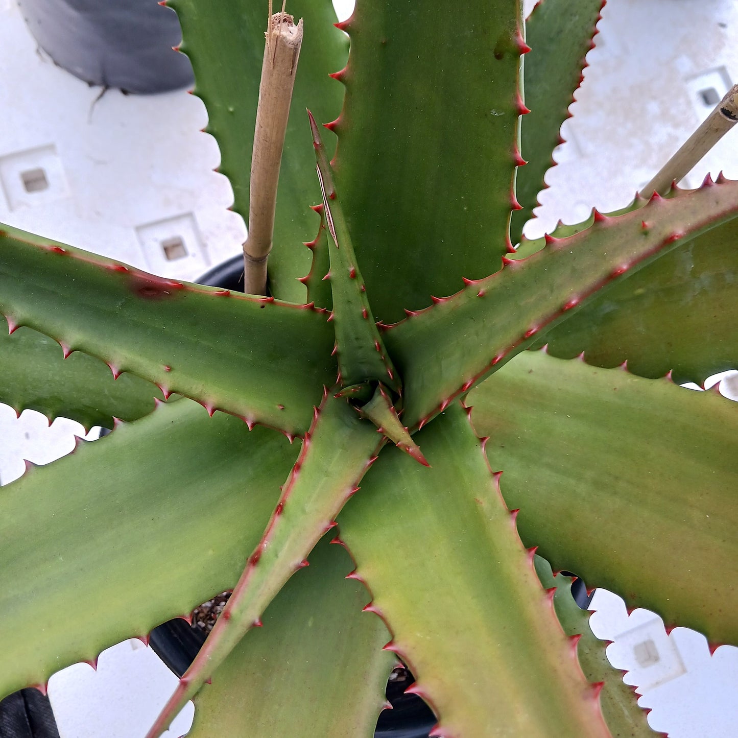 top view of Aloe "Superman" in 5ga container