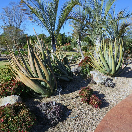 Aloe suzannae