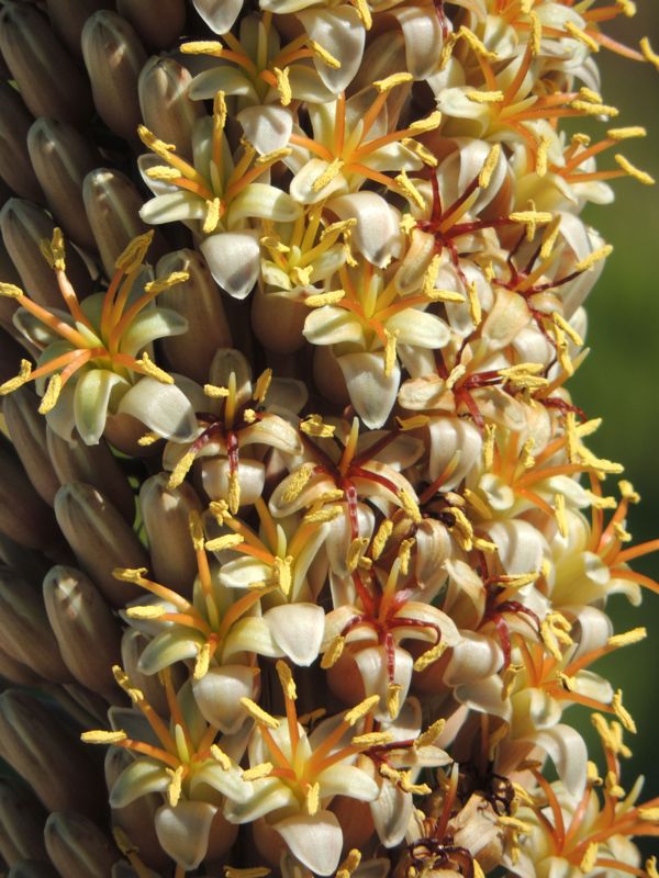 Aloe suzannae flower up close
