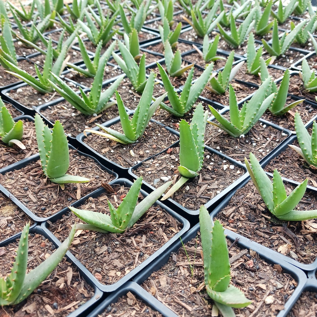 Aloe arborescens x ferox ‘Tangerine’  in 4in container