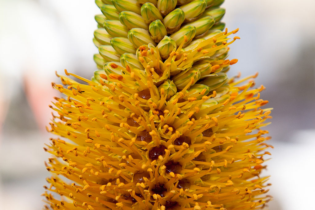 Aloe tauri flower stalk close up