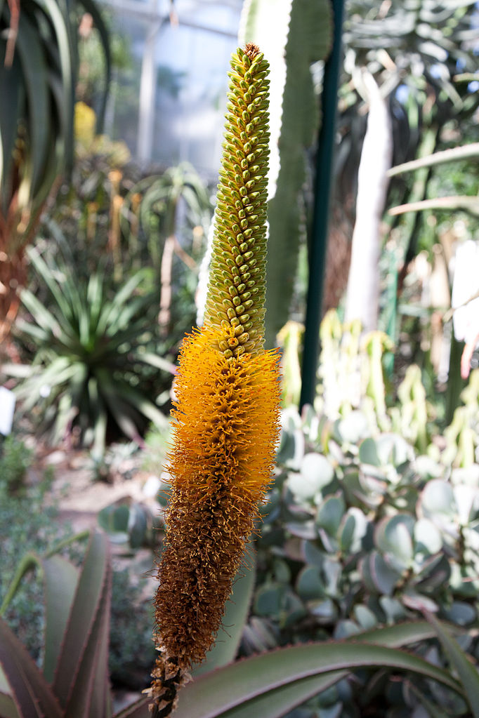 Aloe tauri flower stalk