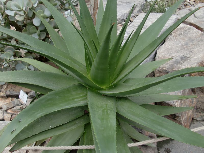 Aloe tauri