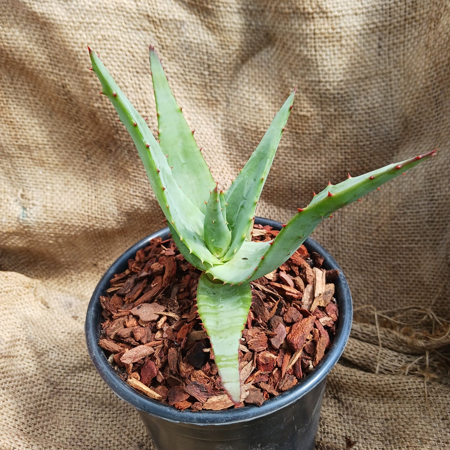 Aloe thraskii x ferox - 6inch