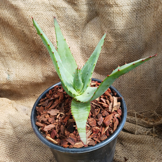 Aloe thraskii x ferox - 2ga