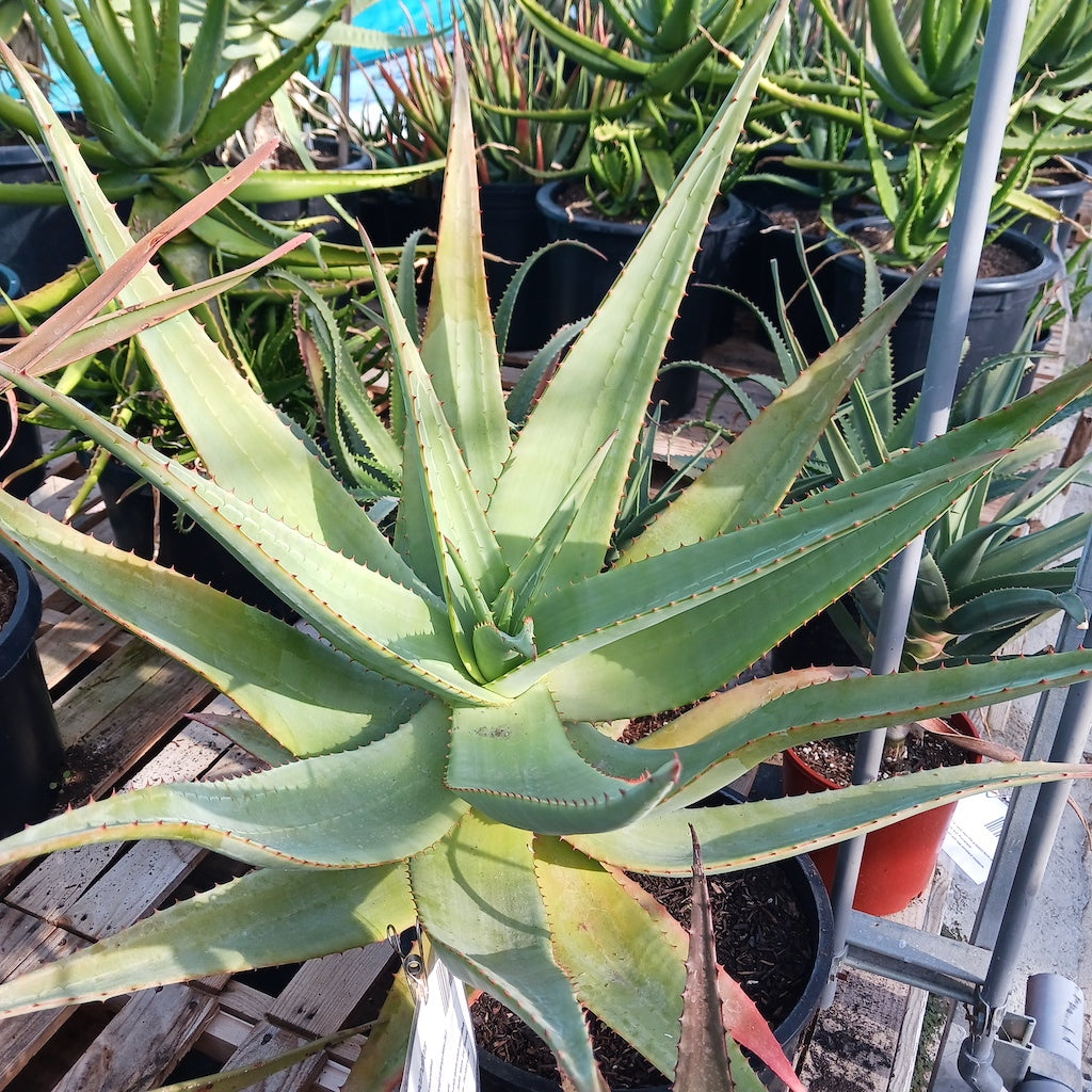 Aloe thraskii x ferox hybrid