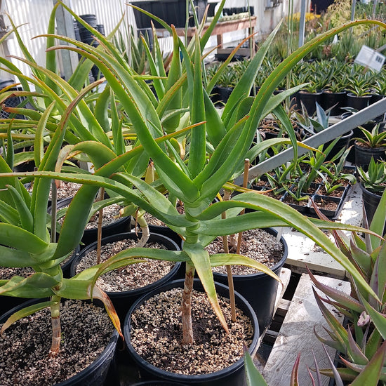Aloe thraskii