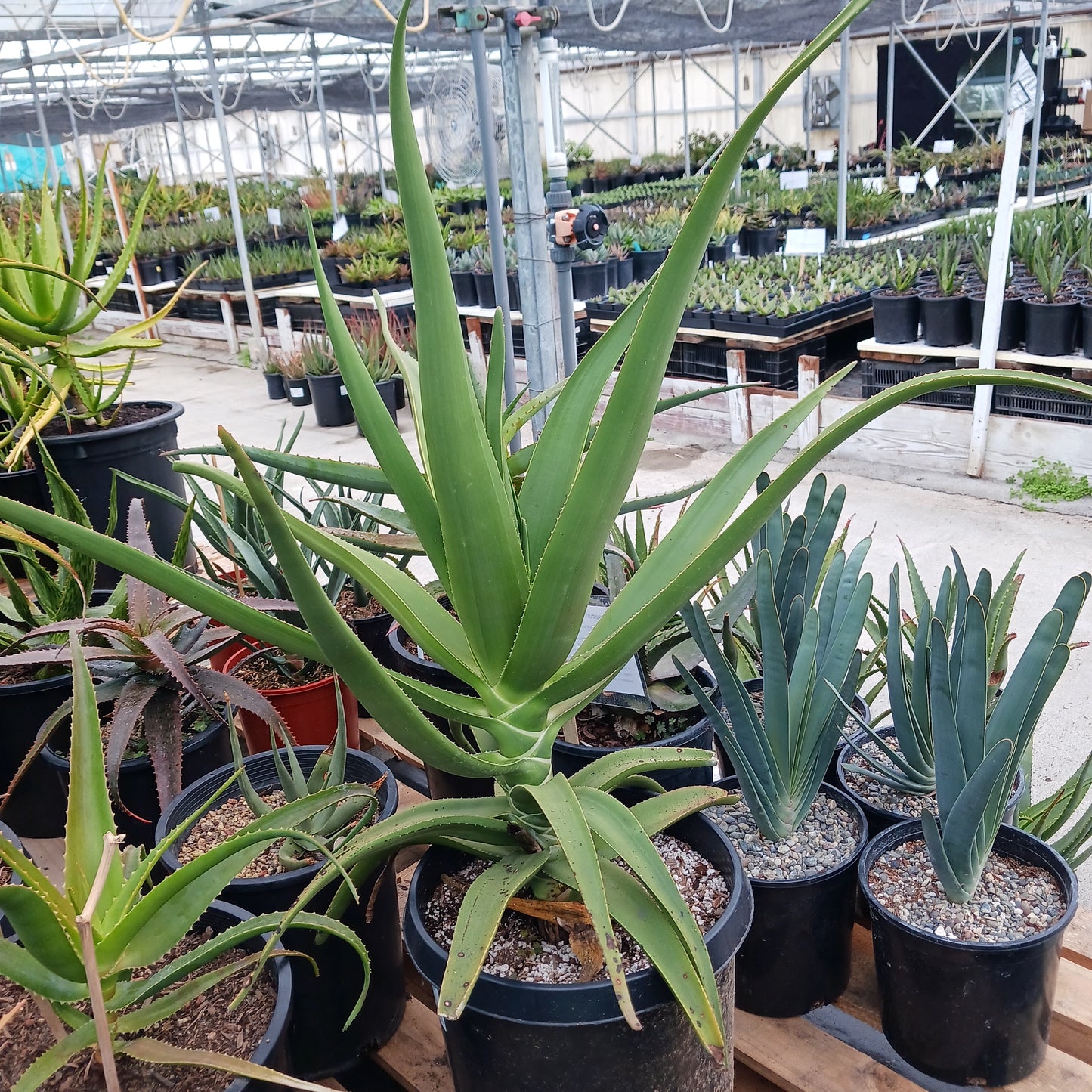 Aloe tongaenesis "Medusa" in 7 gal nursery pot