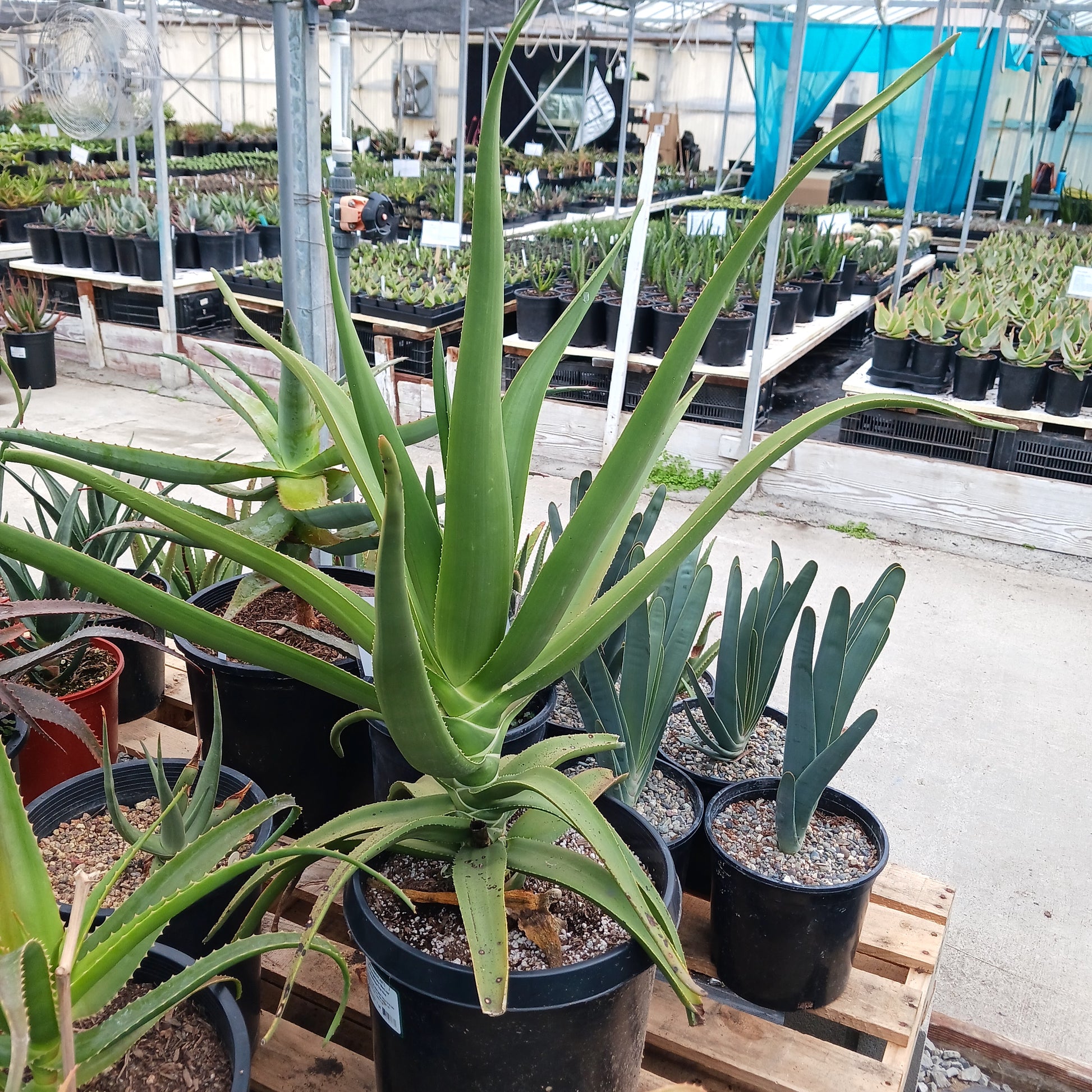 full size big aloe vera plant Aloe tongaenesis "Medusa"