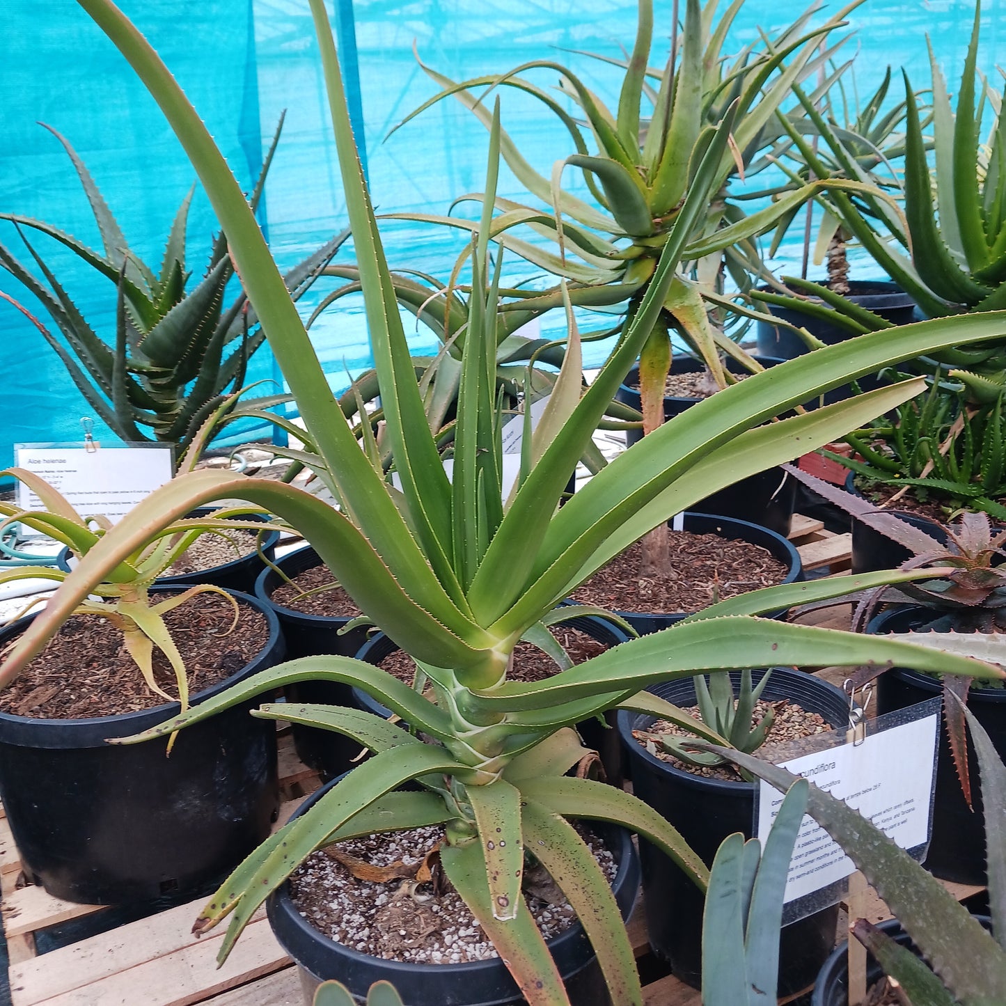 Aloe tongaenesis "Medusa" in 7 gal nursery pot