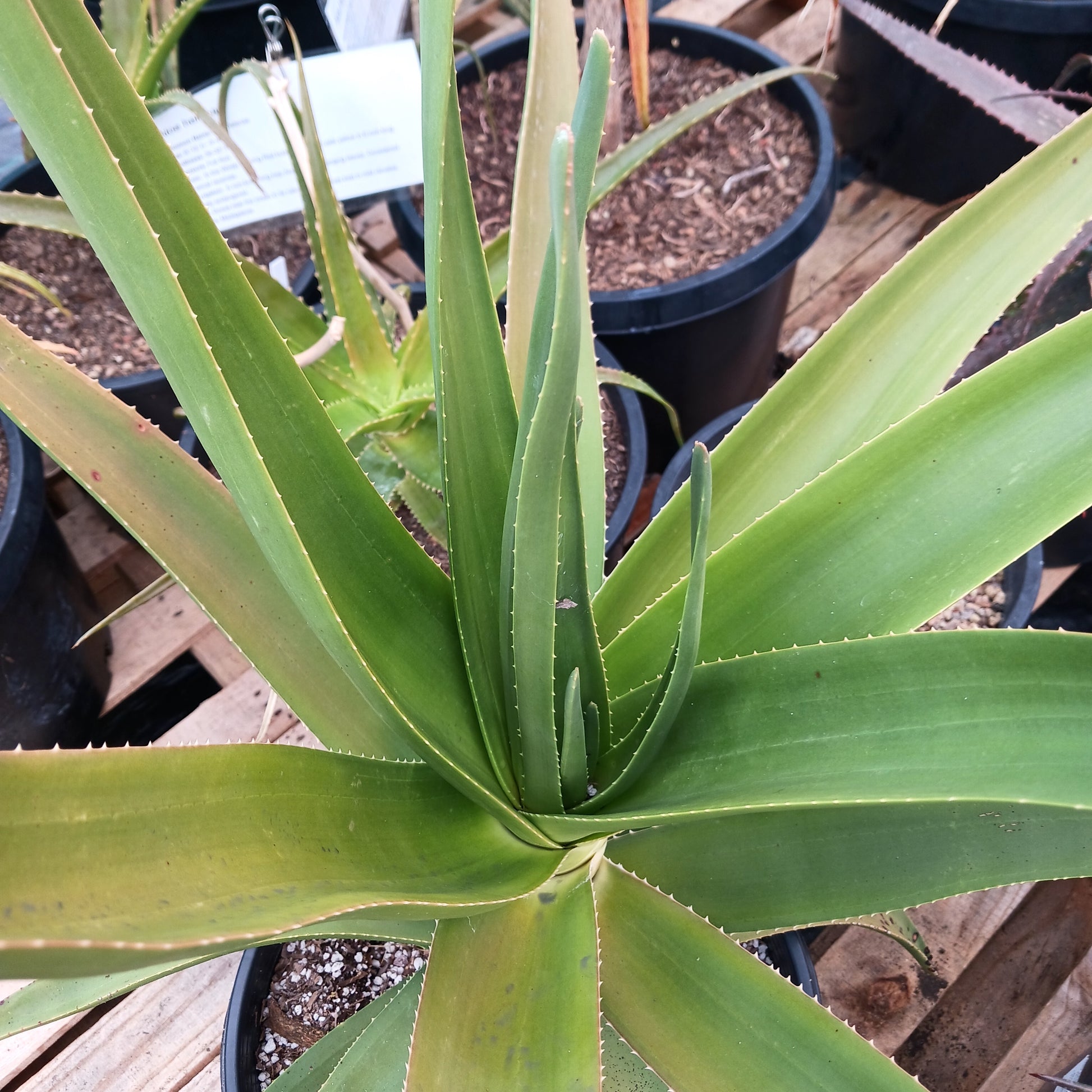 top view of Aloe tongaenesis "Medusa" in 7 gal nursery pot