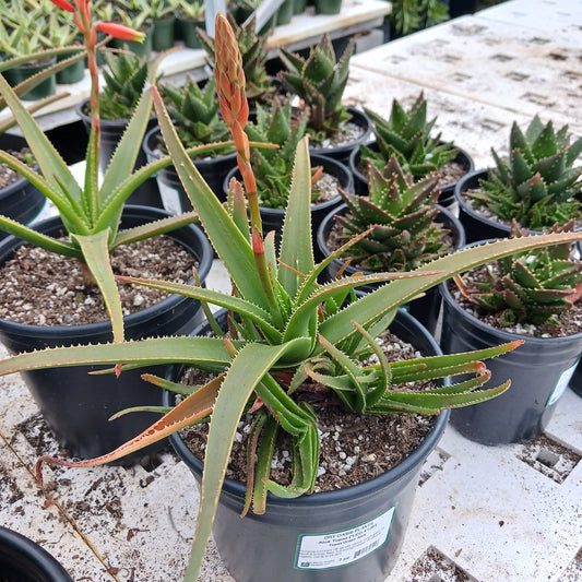 Aloe "Topaz" in 2ga container