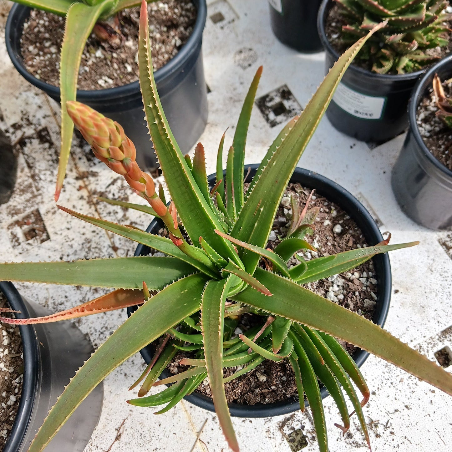 top view of Aloe "Topaz" in 2ga container