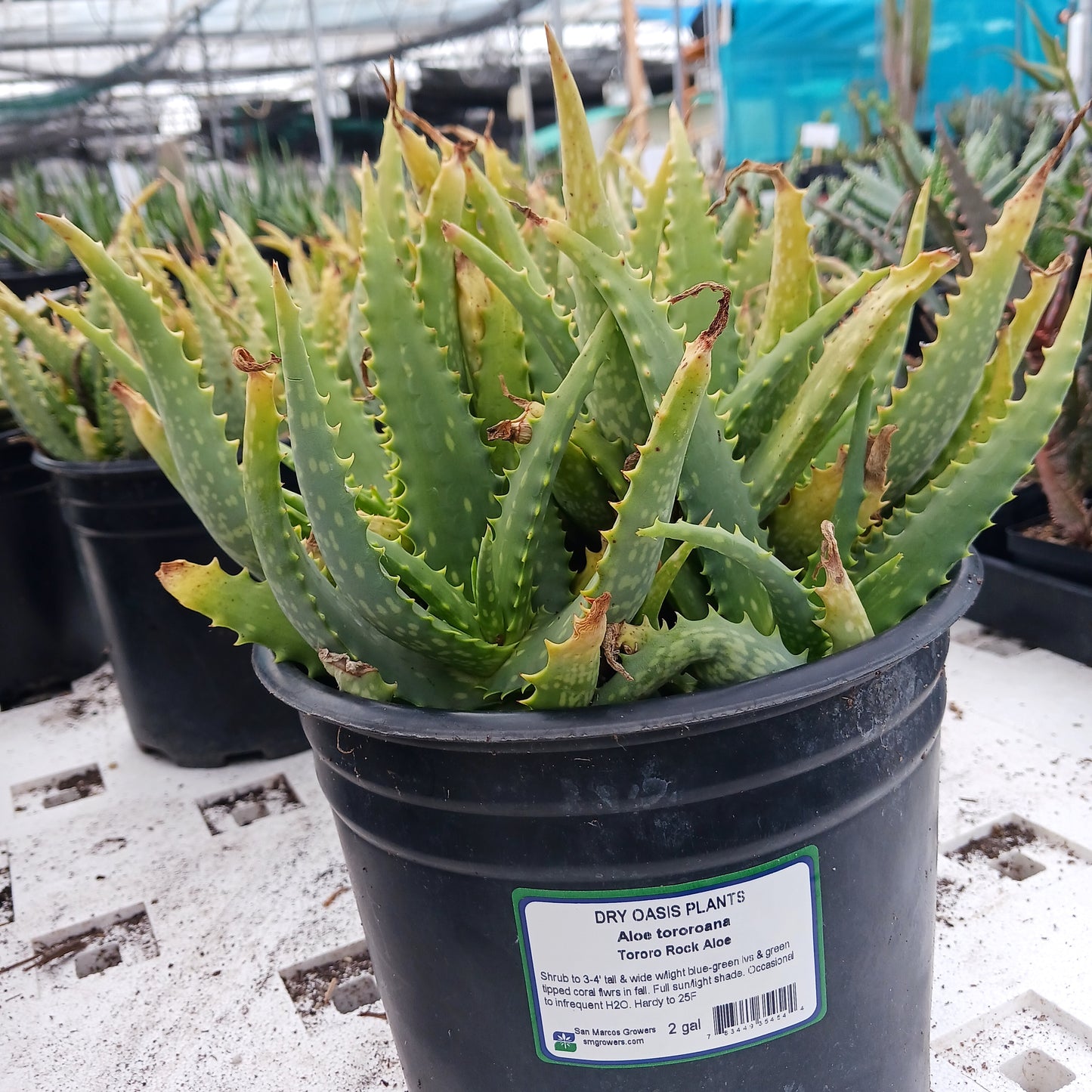 Aloe tororoana in 2ga nursery pot