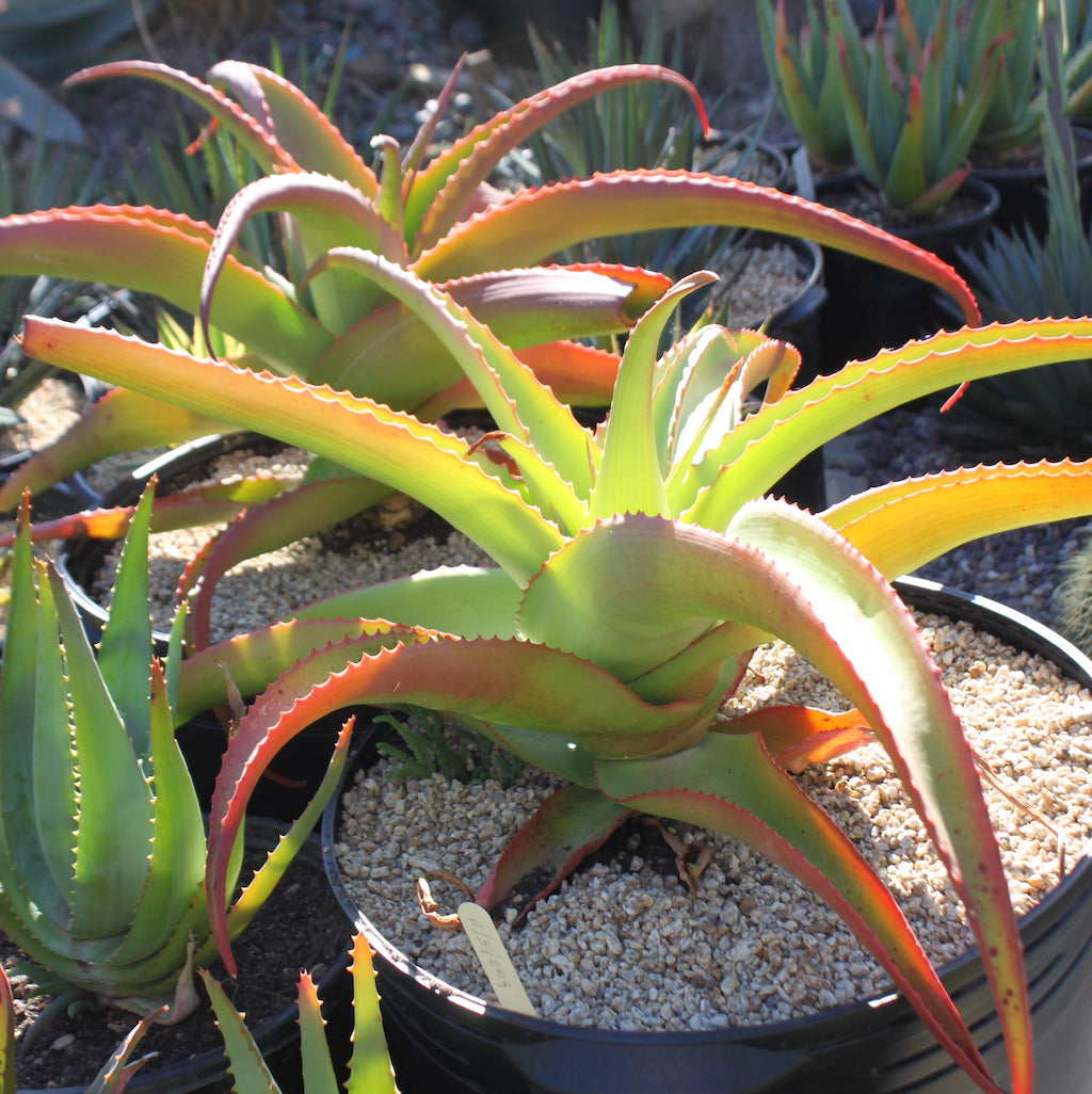 aloe vanbalenii 10 ga pots