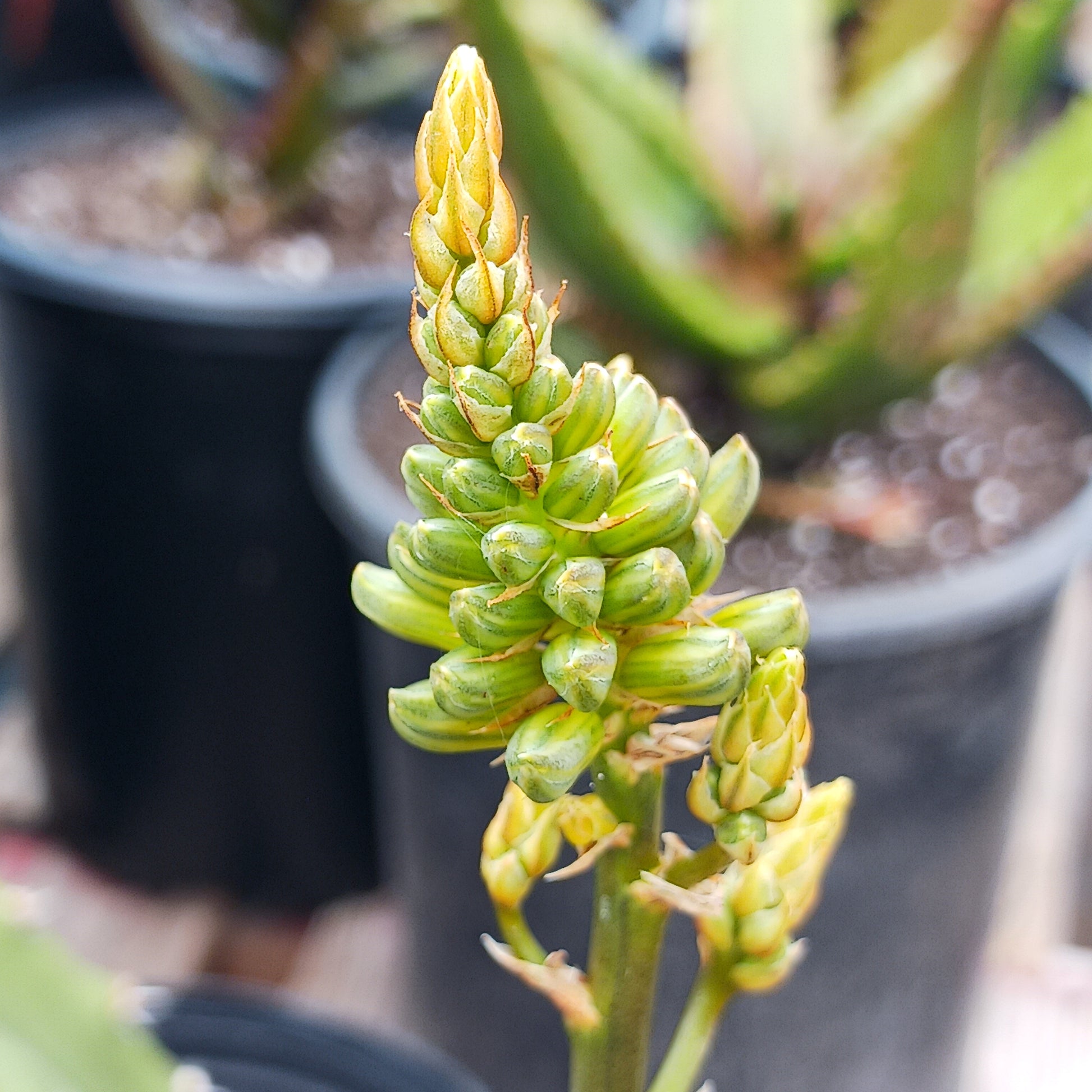 Aloe "Verity Nice" unopened flower bud