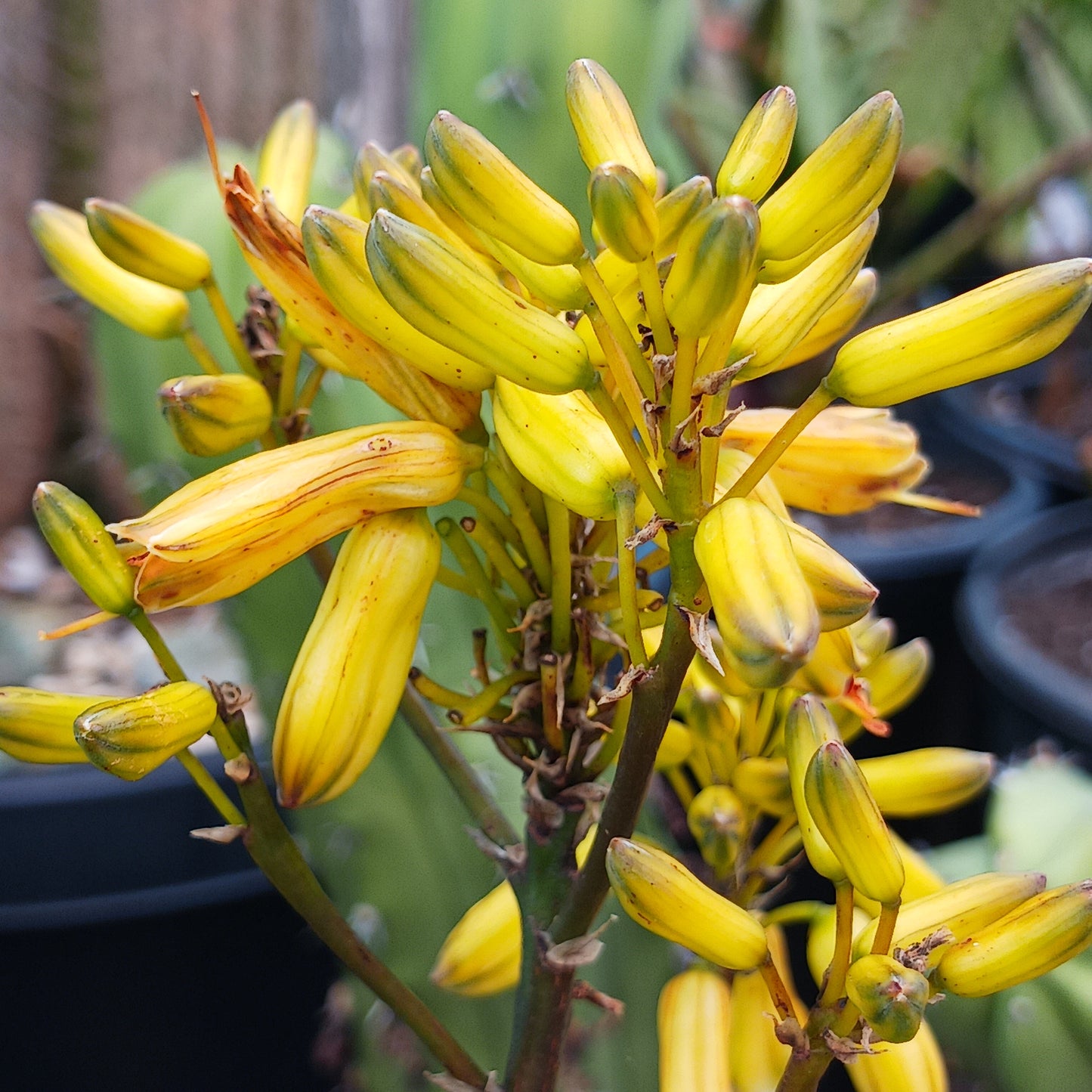 Yellow flower of Aloe "Verity Nice" 