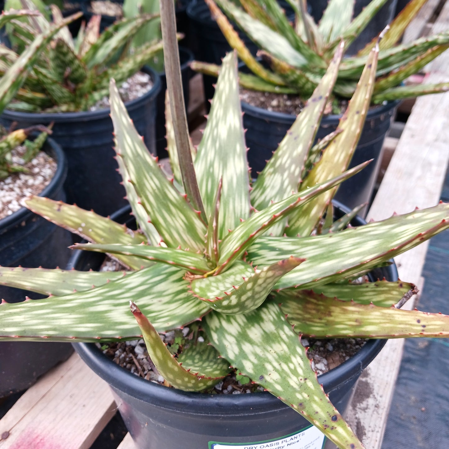 Aloe "Verity Nice" in 2 gal nursery pot