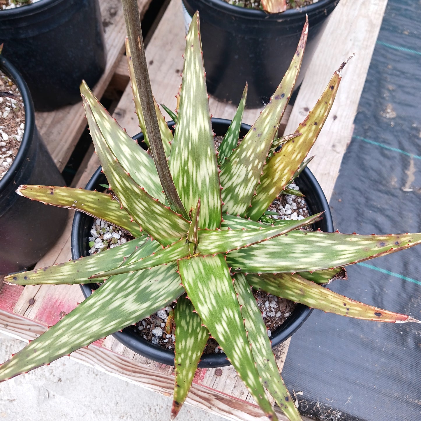 top view of Aloe "Verity Nice" in 2 gal nursery pot