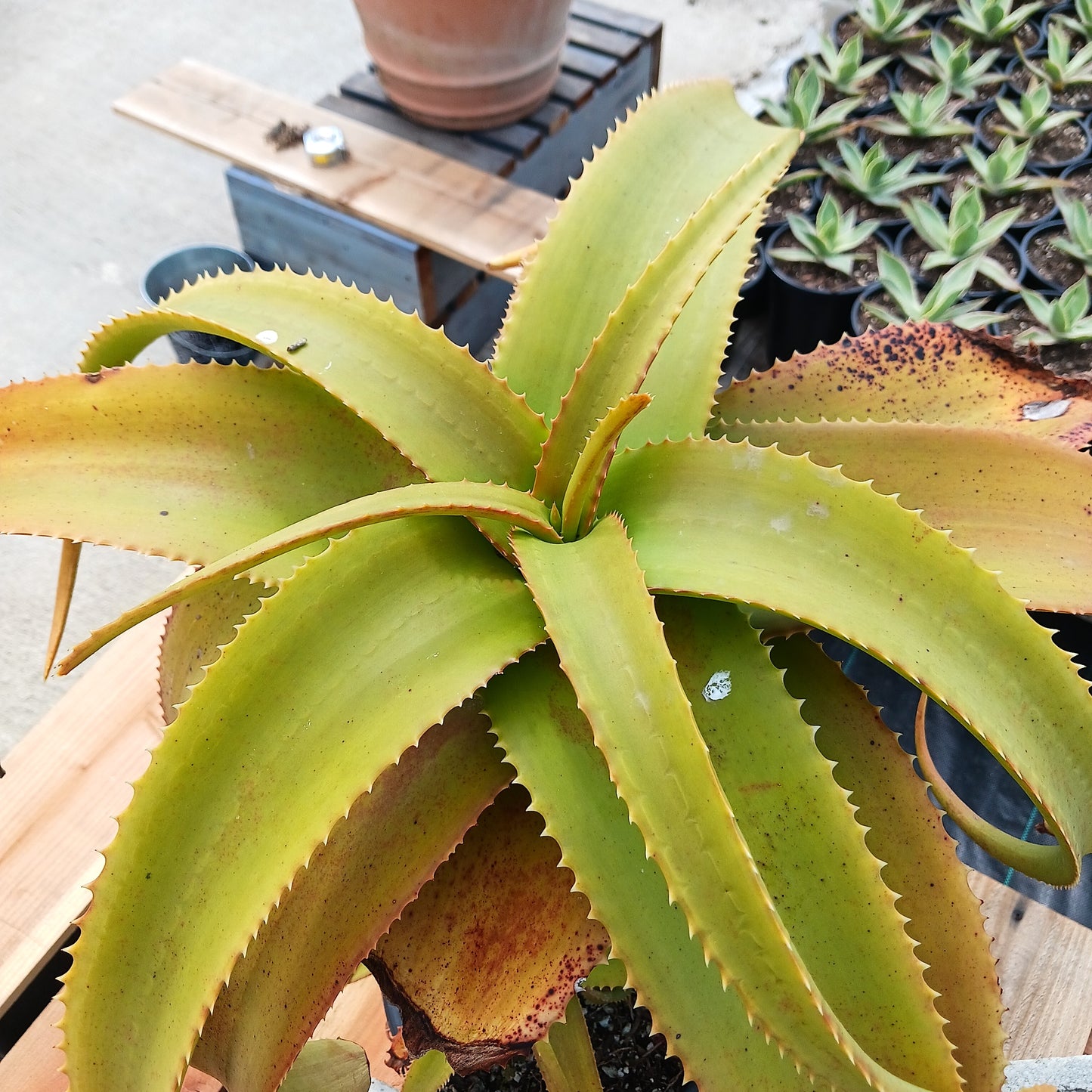 top view of Aloe "Yemeni Gold" - 5ga