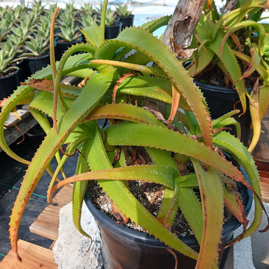 Aloe "Yemeni Gold" offset