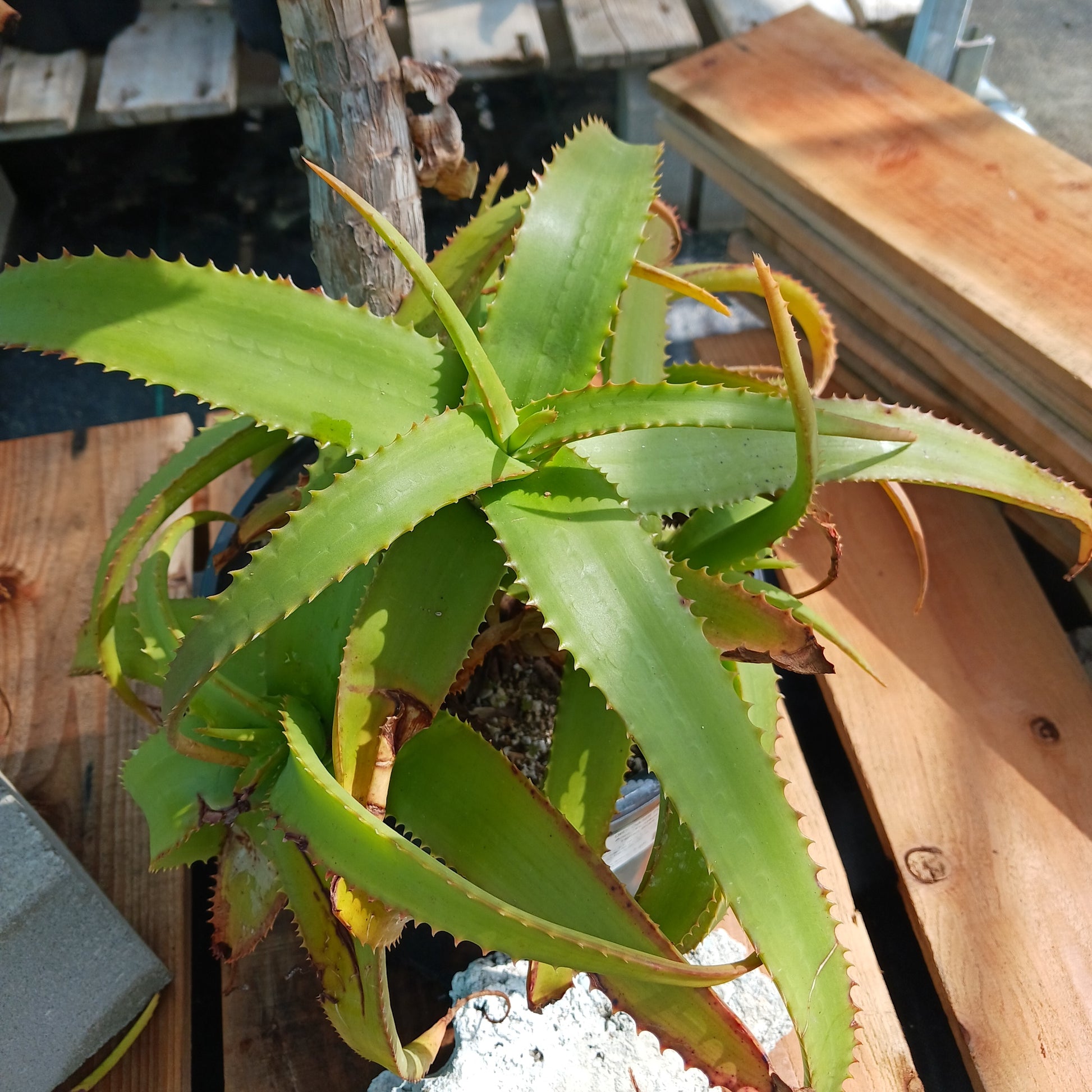 Aloe "Yemeni Gold" offset