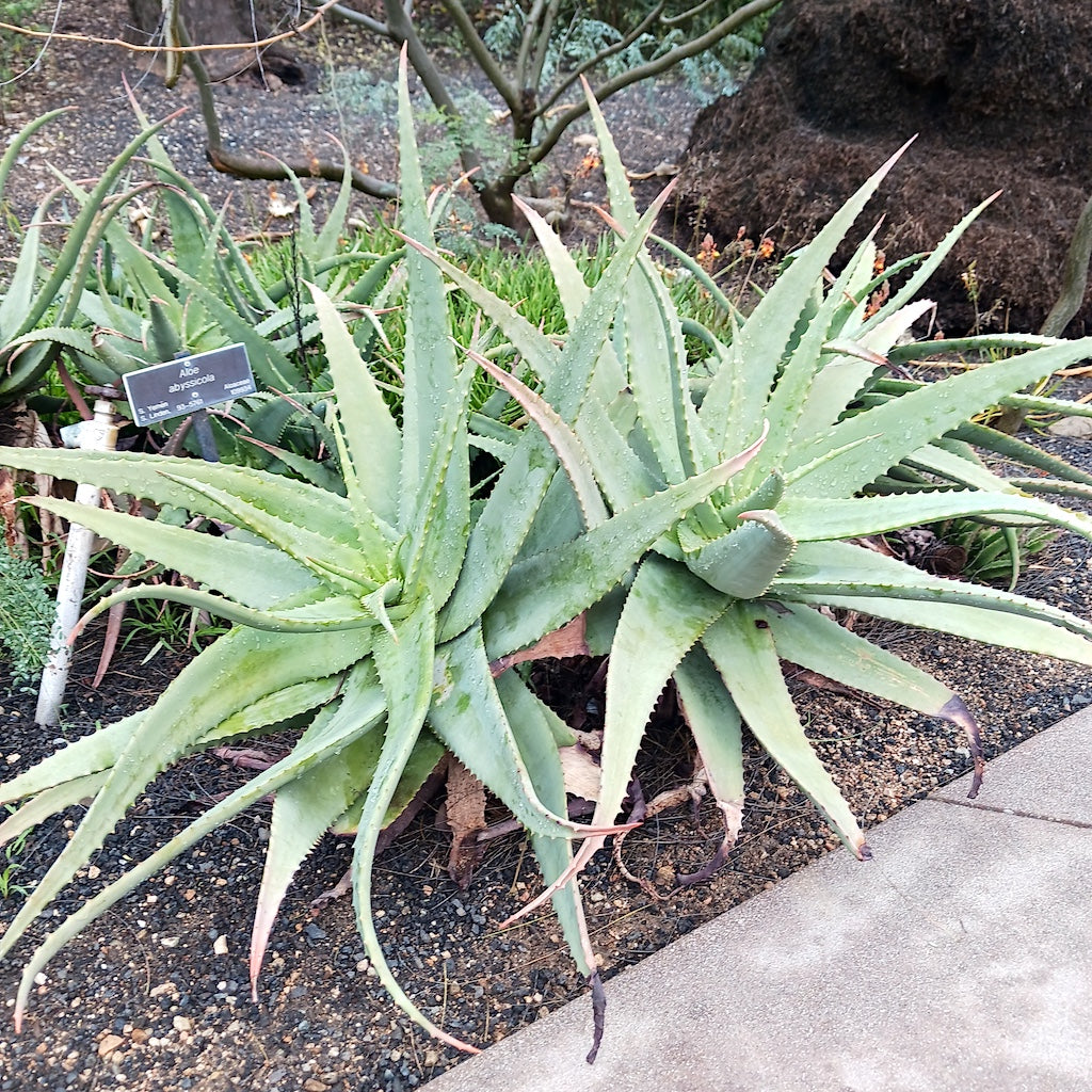 Aloe abyssicola at the Huntington Botanical Gardens