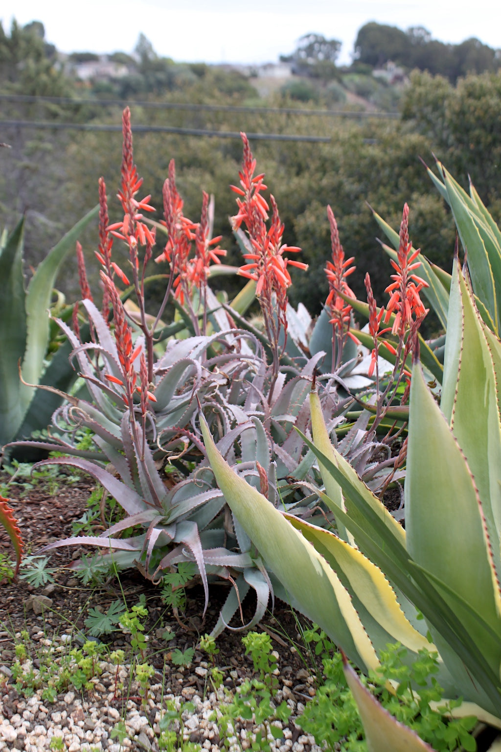 Aloe acutissima - 2ga