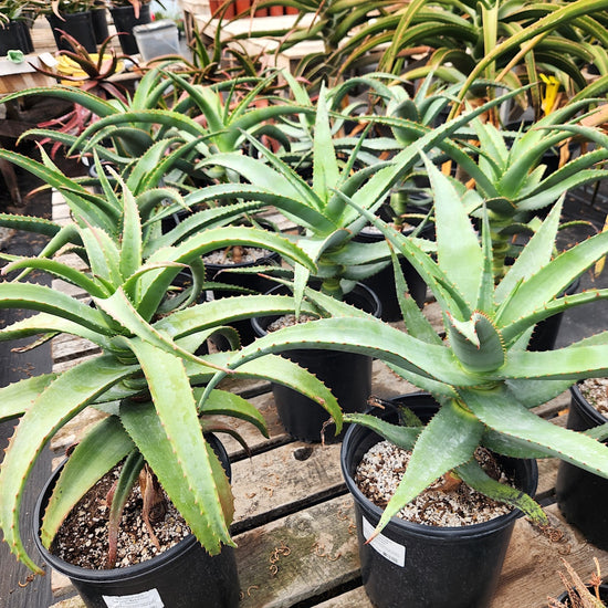 Several Aloe africana in 5ga nursery pots