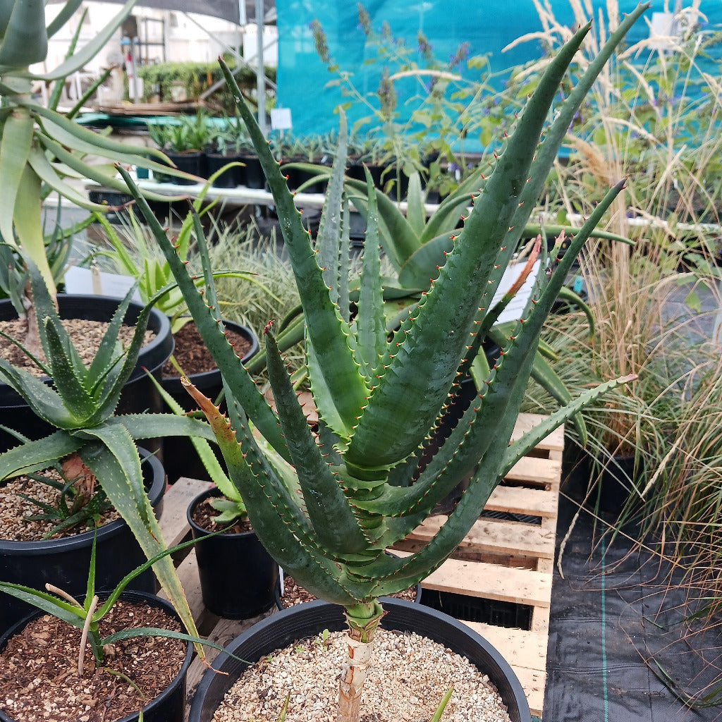 Aloe africana  - 7ga