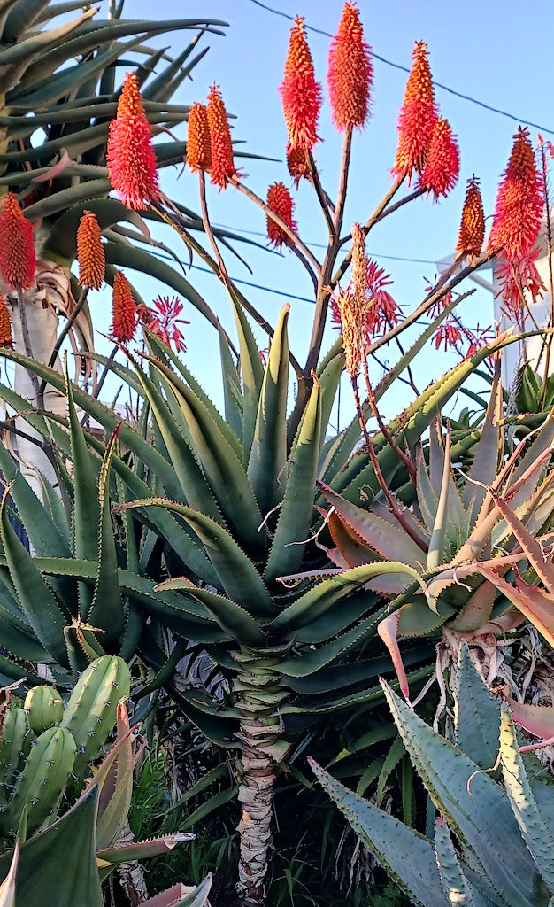 Possibly Aloe africana in bloom