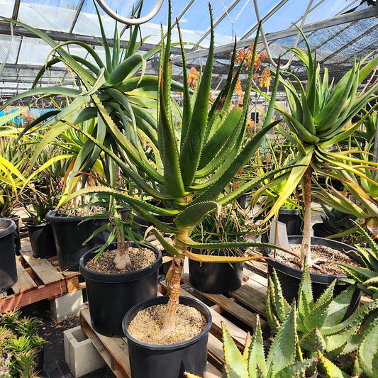 Aloe africana open cross