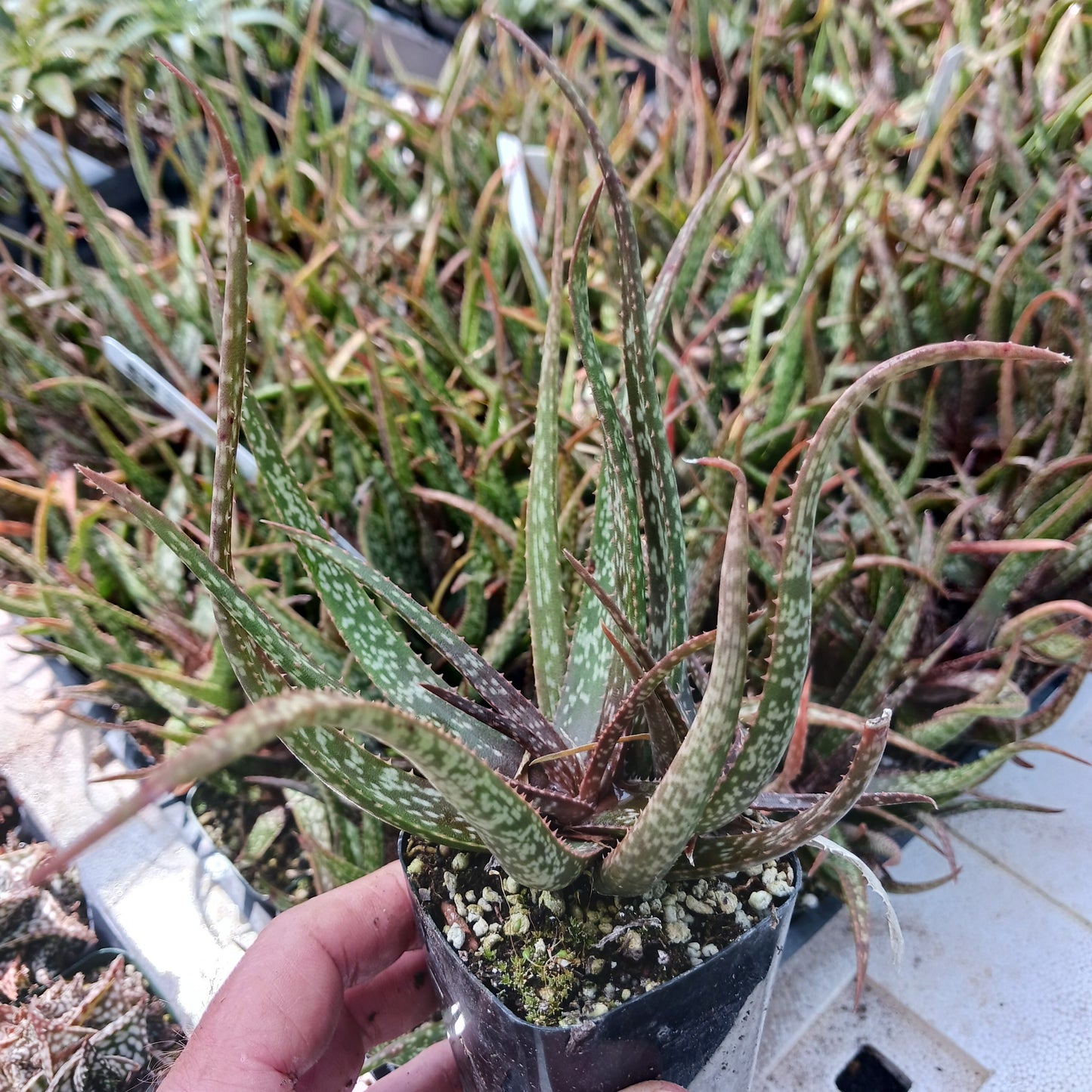 aloe albiflora in 2in nursery pot