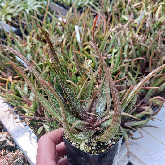 aloe albiflora in 2in nursery pot