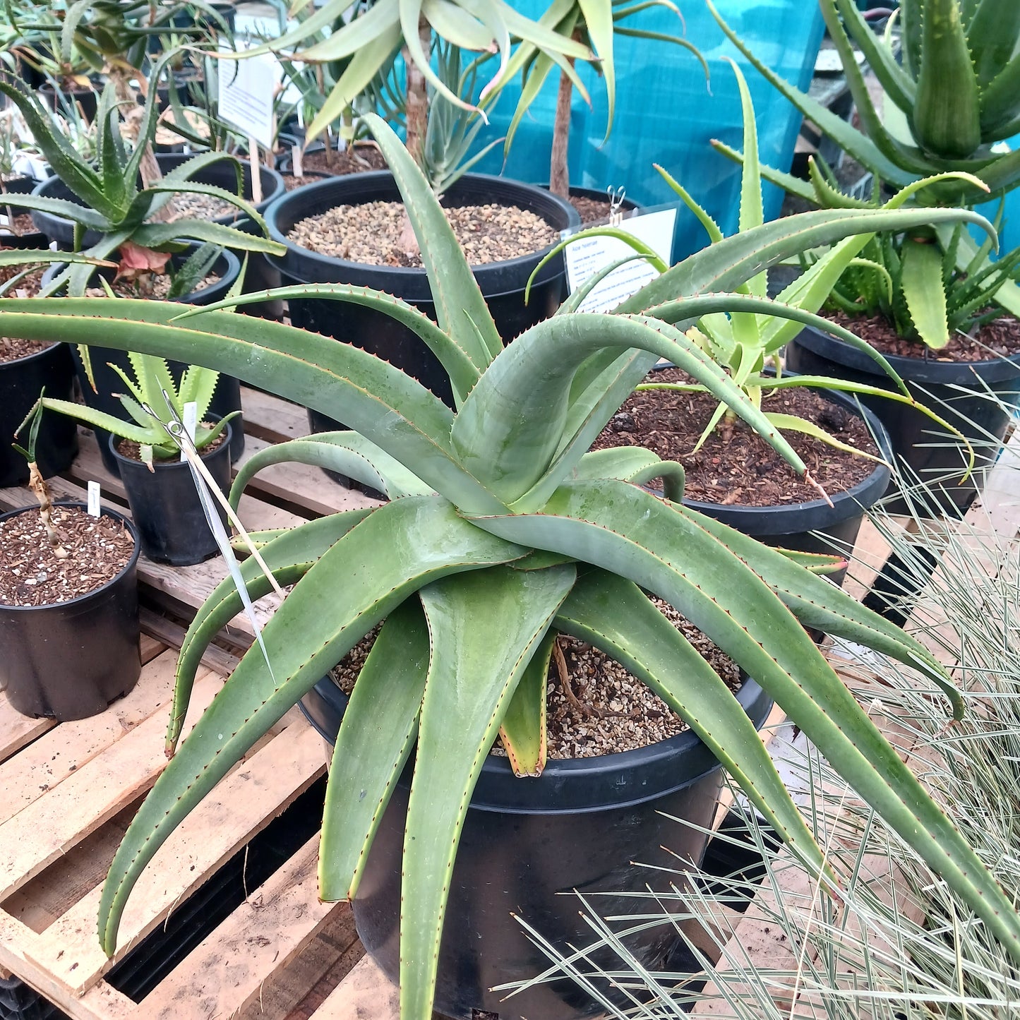 Aloe alooides - 15ga