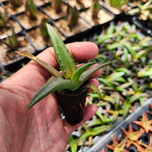 Aloe angelica