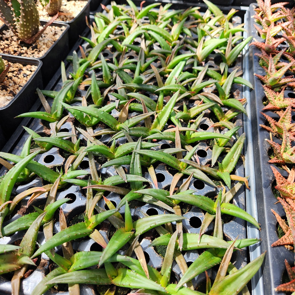 A tray of Aloe angelica plantlets