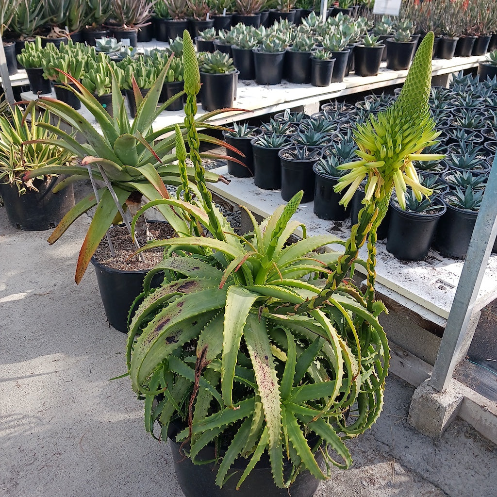 Aloe arborescens "Lutea"