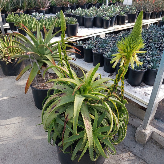 Aloe arborescens "Lutea"