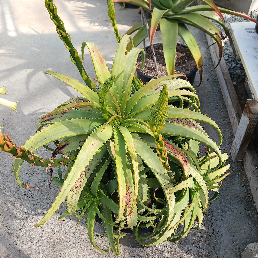 Aloe arborescens "Lutea"