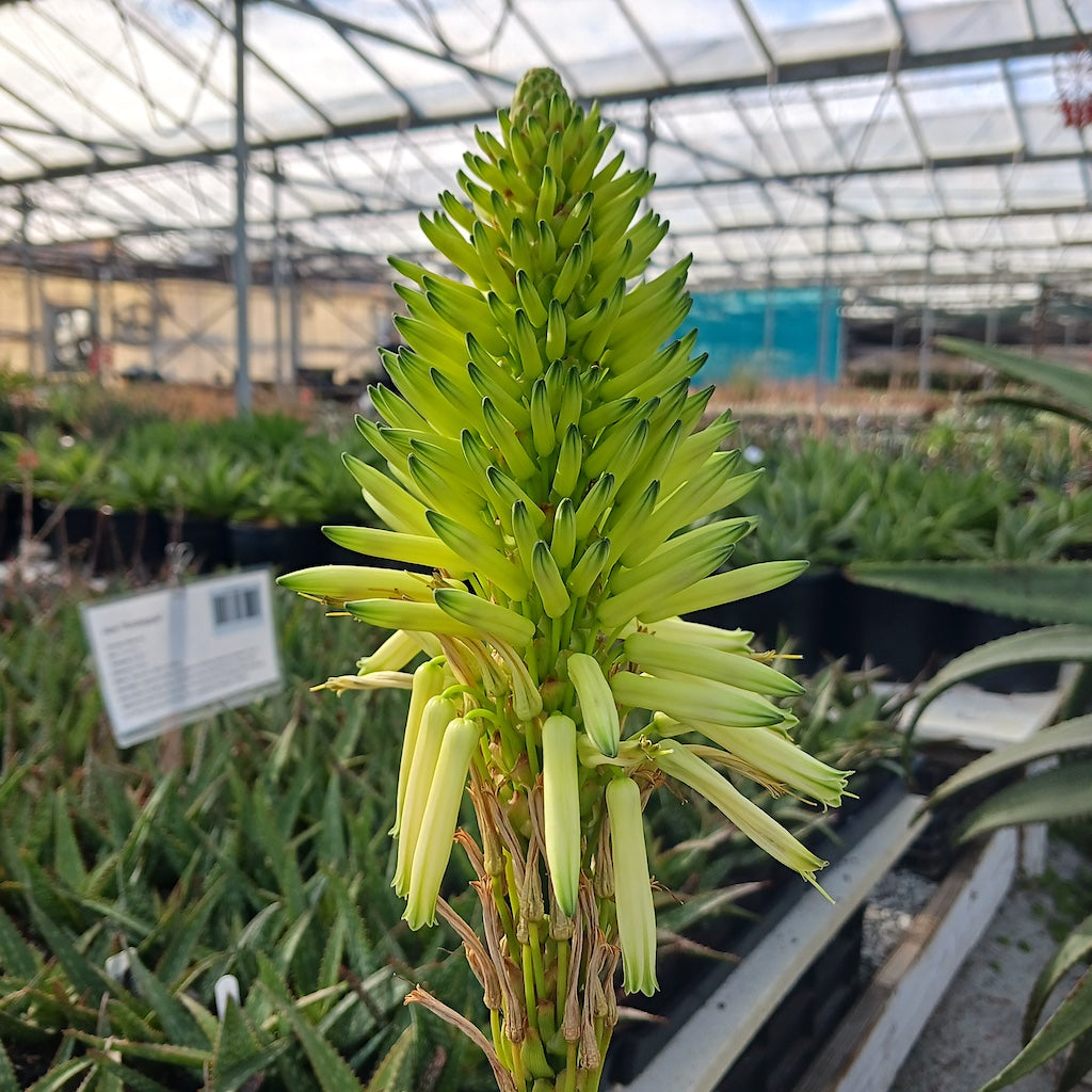 Aloe arborescens "Lutea" yellow flower
