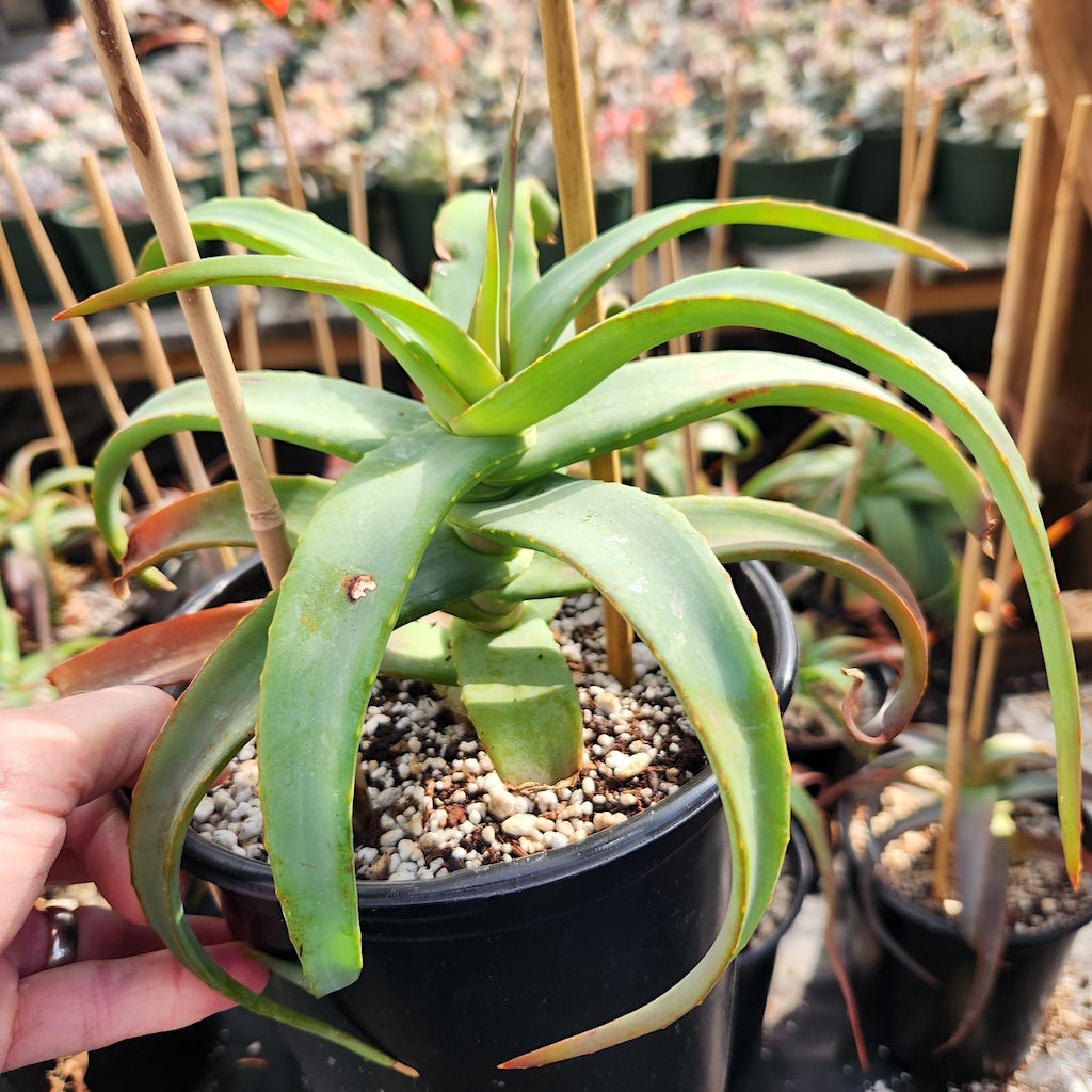 Aloe arborescens "Spineless"