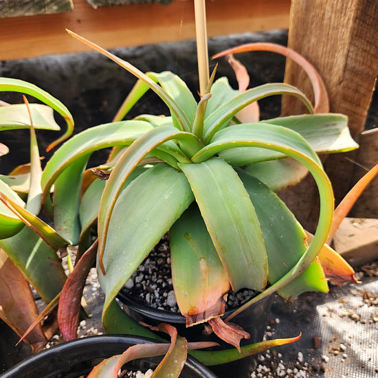 Aloe arborescens 