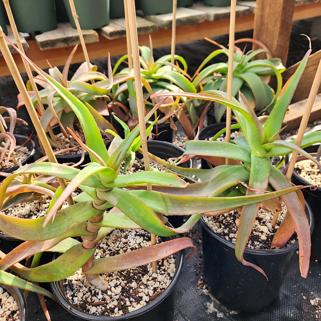 Aloe arborescens "Spineless"