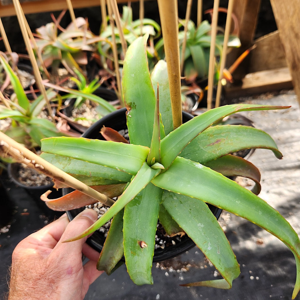 Aloe arborescens "Spineless"