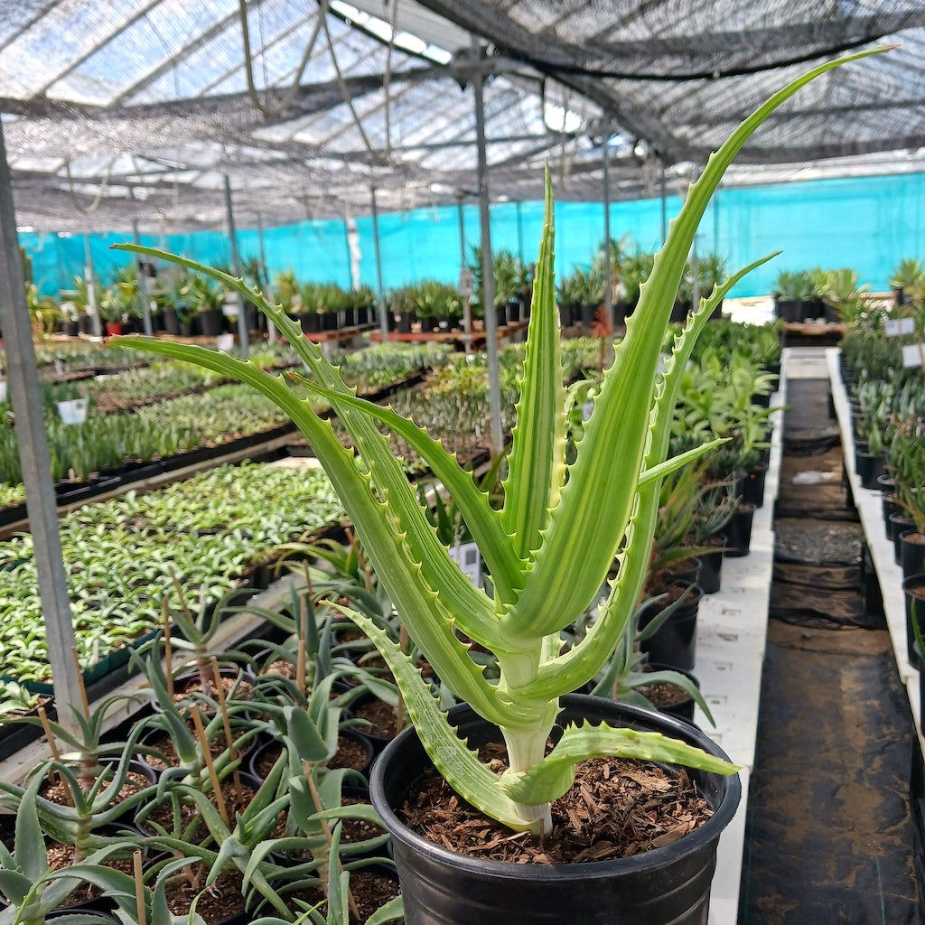 Aloe arborescens 'Variegata'