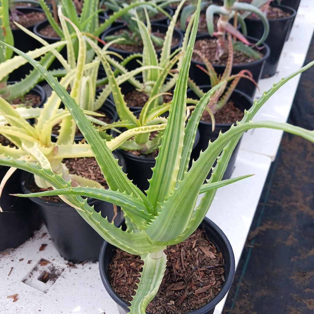 Aloe arborescens 'Variegata'